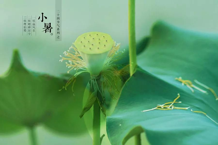 倏忽溫風(fēng)至，因循小暑來!